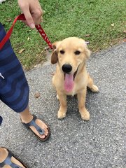 Golden Zai - Golden Retriever Dog