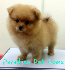 Pomeranian  (Quality) - Pomeranian Dog