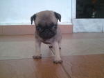 Beagle For Sale - Pug Dog