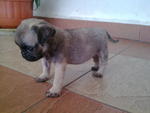 Beagle For Sale - Pug Dog