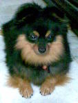 Cookie - Pomeranian Dog