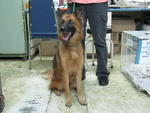 A.pretty - German Shepherd Dog Mix Dog