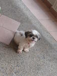 Hero - Shih Tzu Dog