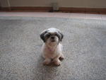 Hero - Shih Tzu Dog