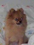 Princess  - Pomeranian Dog