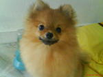 Princess  - Pomeranian Dog