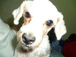 Meimei - Poodle Dog