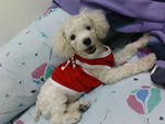 Bobby - Poodle Dog