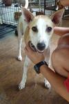 Angelina - Jack Russell Terrier Mix Dog