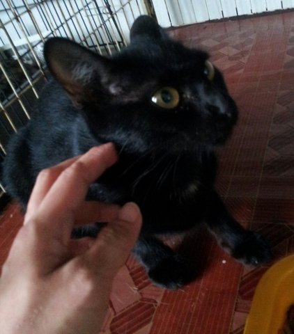 Truffle - Domestic Short Hair + Bombay Cat