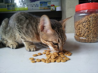 Tinker having a snack on the night watchman's table.