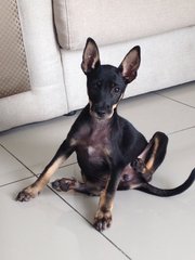 Cute Pie - Miniature Pinscher + Chihuahua Dog