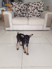 Cute Pie - Miniature Pinscher + Chihuahua Dog