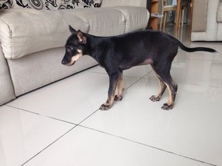 Cute Pie - Miniature Pinscher + Chihuahua Dog