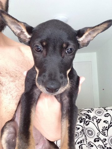 Bob - Miniature Pinscher + Chihuahua Dog