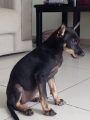 Bob - Miniature Pinscher + Chihuahua Dog