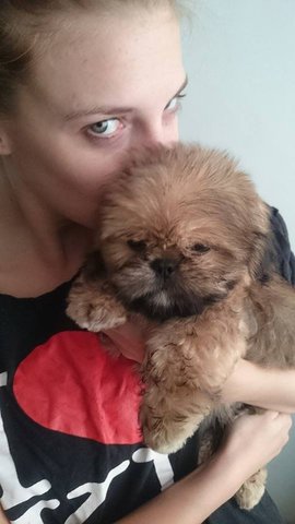 Teddy - Pekingese + Shih Tzu Dog