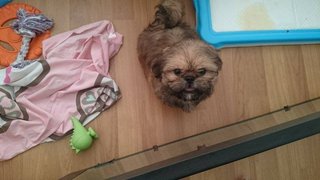 Teddy - Pekingese + Shih Tzu Dog