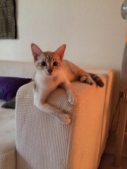 Angel - Domestic Short Hair Cat