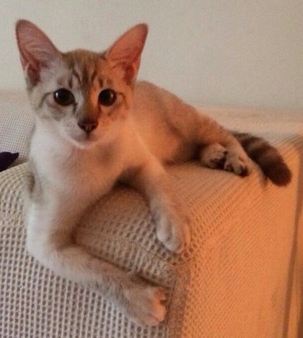 Angel - Domestic Short Hair Cat