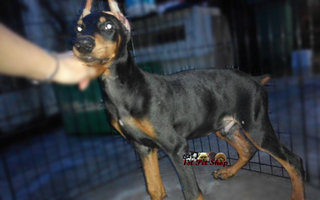 Doberman Pinscher - Doberman Pinscher Dog