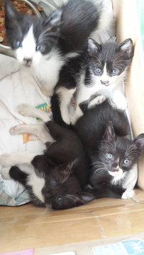 Kittens - Domestic Short Hair Cat