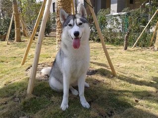 Husky - Siberian Husky Dog