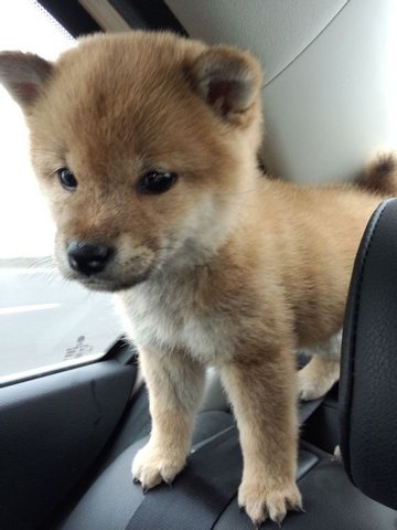 Shiba Inu Puppy - Shiba Inu Dog