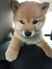 Shiba Inu Puppy - Shiba Inu Dog