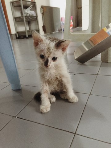 PF63046 - Turkish Van Cat