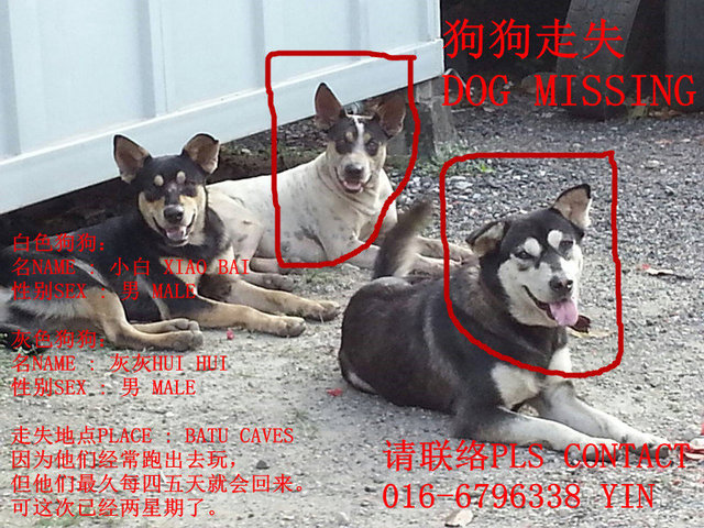 Xiao Bai &amp; Hui Hui - Mixed Breed Dog