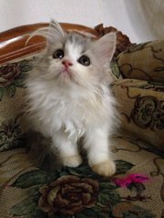 Female Dilute Calico - Persian + Dilute Calico Cat