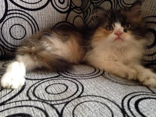 Female Calico Kitten - Persian Cat