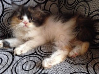 Female Calico Kitten - Persian Cat