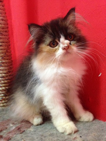 Female Calico Kitten - Persian Cat