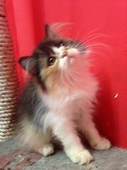 Female Calico Kitten - Persian Cat