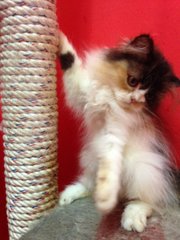 Female Calico Kitten - Persian Cat