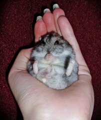 Cute Hamster - Short Dwarf Hamster + Chinese Hamster Hamster