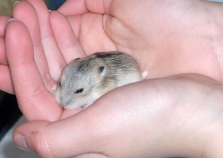 Cute Hamster - Short Dwarf Hamster + Chinese Hamster Hamster