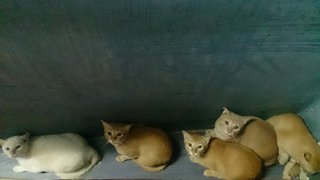 Lalat, Oggy, Ako,hataro - Domestic Short Hair Cat