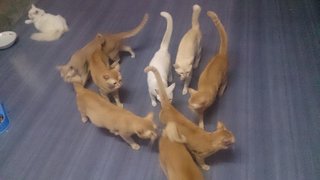 Lalat, Oggy, Ako,hataro - Domestic Short Hair Cat