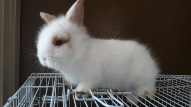 Bunny - Angora Rabbit + Holland Lop Rabbit