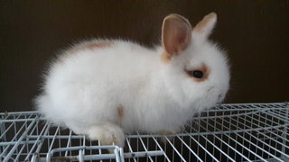 Bunny - Angora Rabbit + Holland Lop Rabbit