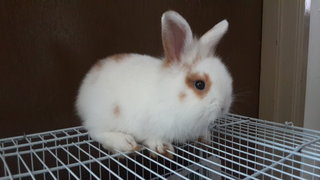 Bunny - Angora Rabbit + Holland Lop Rabbit