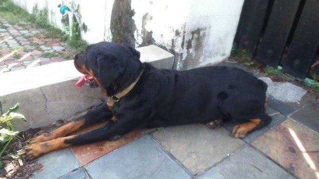 PF63079 - Rottweiler Dog