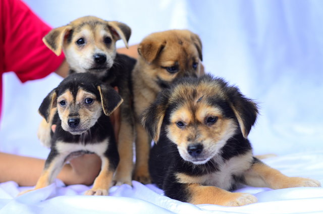 Cookies - Mixed Breed Dog