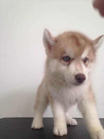 Red Wooly Husky - Siberian Husky Dog