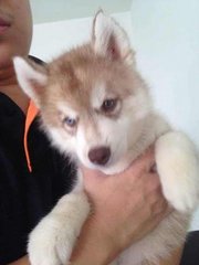 Red Wooly Husky - Siberian Husky Dog