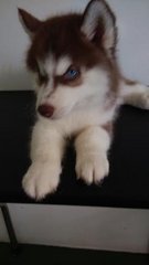 Red Wooly Husky - Siberian Husky Dog