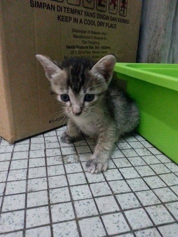 Popette - Domestic Short Hair + Tortoiseshell Cat